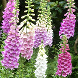 Set 6 Mixed Foxglove Plants Live, in 3" Pots, Hardy Perennial Foxgloves Flowers for Outdoor Garden Planting