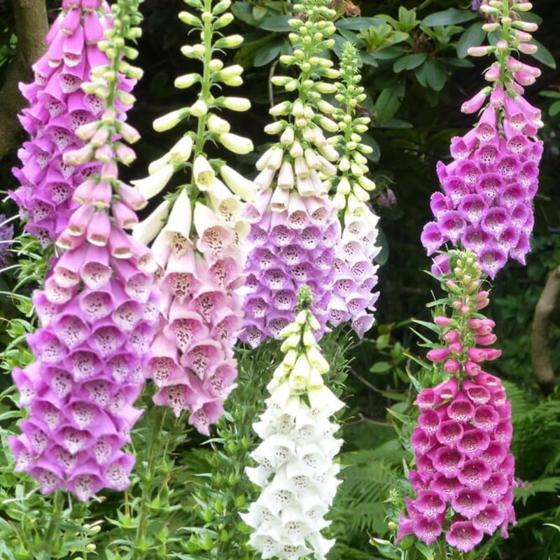 Set 6 Mixed Foxglove Plants Live, in 3" Pots, Hardy Perennial Foxgloves Flowers for Outdoor Garden Planting