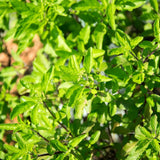2500 Green Leaf Holy Basil Seeds, Fresh Holy Basil Seeds for Planting, Fragrant Herb