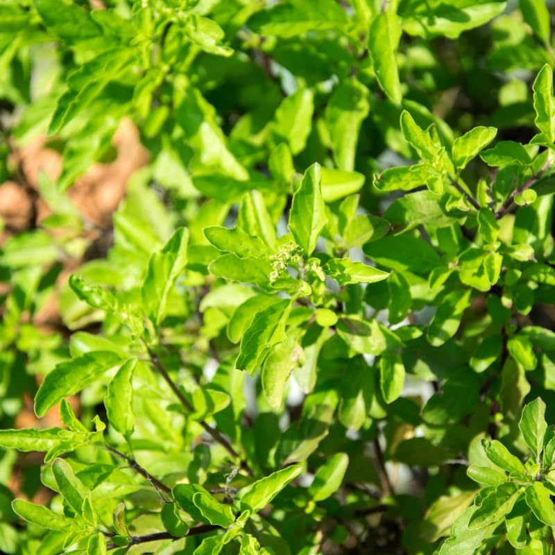 2500 Green Leaf Holy Basil Seeds, Fresh Holy Basil Seeds for Planting, Fragrant Herb