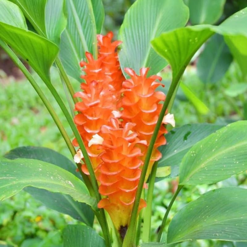Curcuma Gold Ginger Plant Live for Planting, Hawaiian Ginger Flower Plant, Tropical Ginger Plant Well-Rooted for Indoor Outdoor Growing, 5-9" Tall