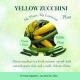 2 Yellow Squash Zucchini Plants, Live Squash Plants, 3-5'' Tall, Yellow Zucchini, 2 Plants per Pot