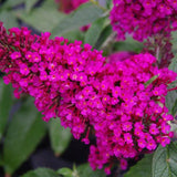 Butterfly Bush Plant for Planting, Size 5 to 7 Inch Tall Plant, Without Pot, Butterfly Bushes Plants (Dark Pink Flowers)