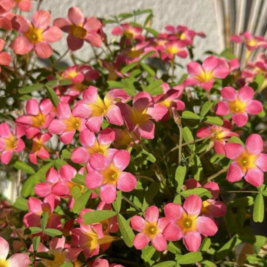 Oxalis Plant Live, Shamrock Spring Flower, 4 Inc Pot, Ornamental Oxalis Plant Live for Indoor Outdoor Garden, 4-8'' Tall (Pink)