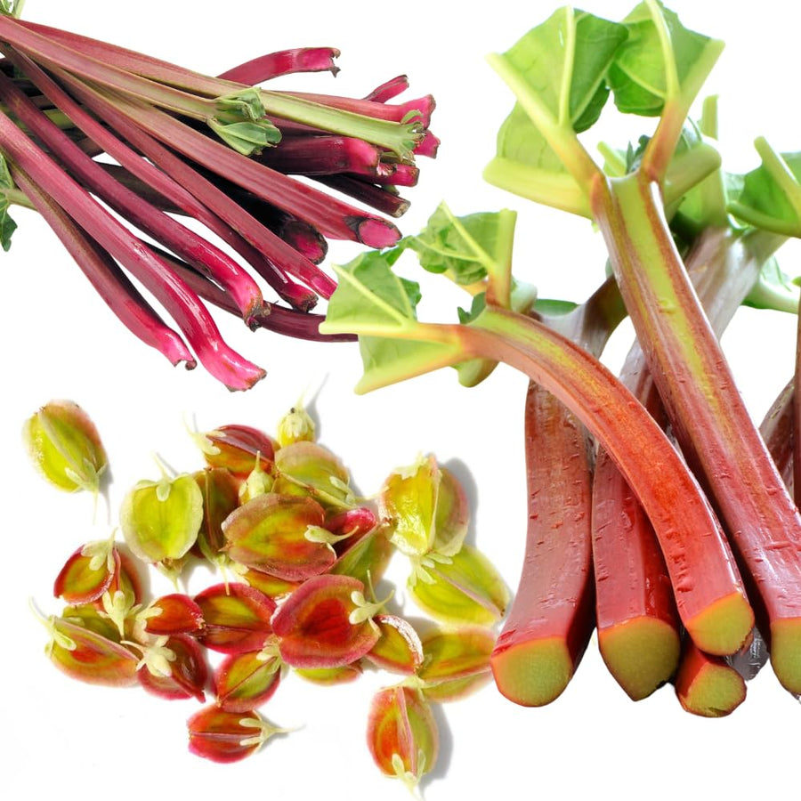Combo 100 Red Rhubarb Seeds for Planting, Rhubarb Vegetable Seeds for Outdoor Garden Growing