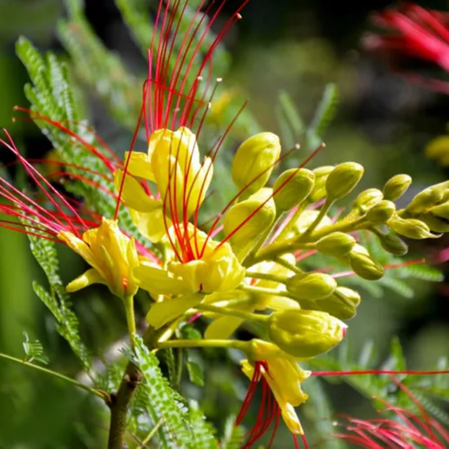 Yellow Mexican Bird of Paradise Plant Live, 5-6'' Tall, Yellow Pride of Barbados Tree, Bird of Paradise for Outdoor Planting, Well-Rooted
