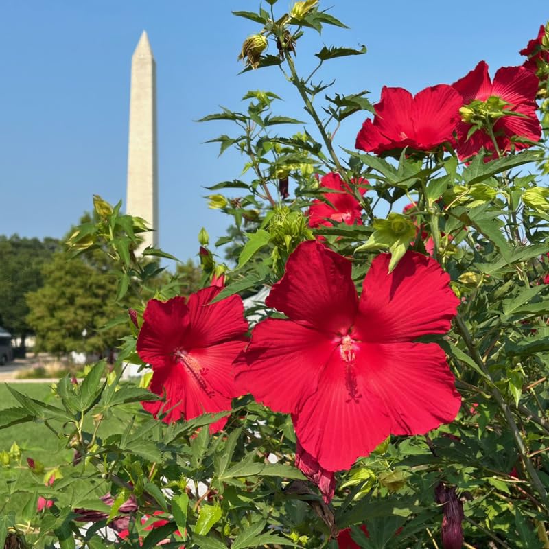 Deep Red Hibiscus Plant Live, Hardy Hibiscus Flowers for Outdoor Landscapes, 5-9 Inch Height, Ornamental Hibiscus Bush Shrub, Well-Rooted, No Pot