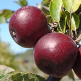 Black Apple Tree Live Plant 12-18 Inch Tall, Bareroot, Sweet Apple Plant Live for Planting, Live Apple Tree Plant, Black Apple Fruit Tree