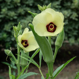 2 Live Green Okra Plants, 4 to 8 Inches Tall, Okra Starter Plants, Fast-Growing Vegetable Plants for Raised Beds and Gardens