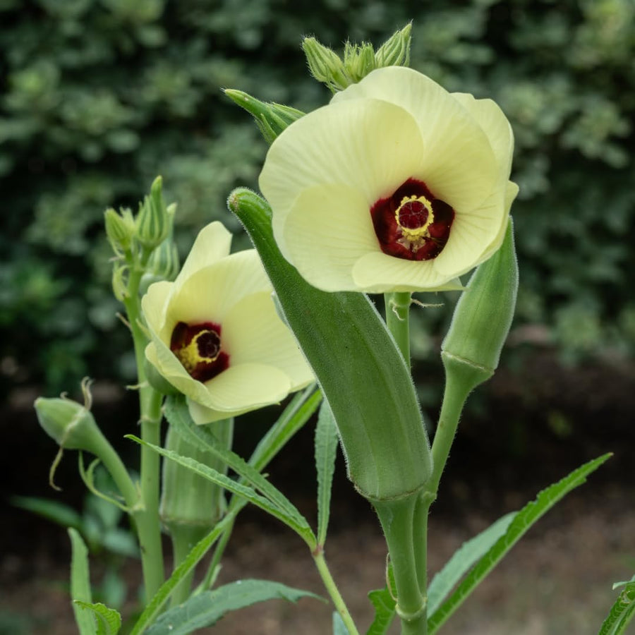 2 Live Green Okra Plants, 4 to 8 Inches Tall, Okra Starter Plants, Fast-Growing Vegetable Plants for Raised Beds and Gardens