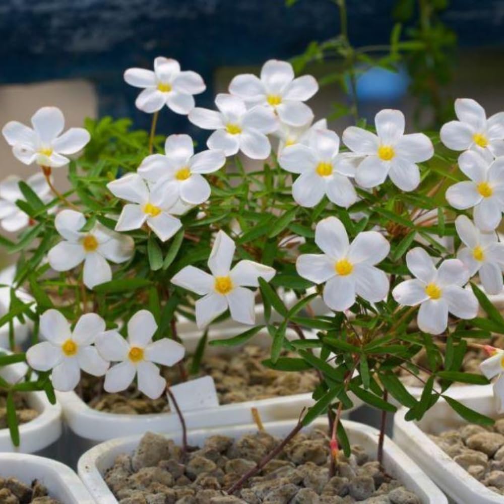 Oxalis Plant Live, Shamrock Spring Flower, 4 Inc Pot, Ornamental Oxalis Plant Live for Indoor Outdoor Garden, 4-8'' Tall (White)