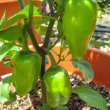 Set 2 Pepper Hot Belle Plants Live, 90 Days Old Pepper, Small, Bell-Shaped Peppers with Vibrant Colors, No Pot