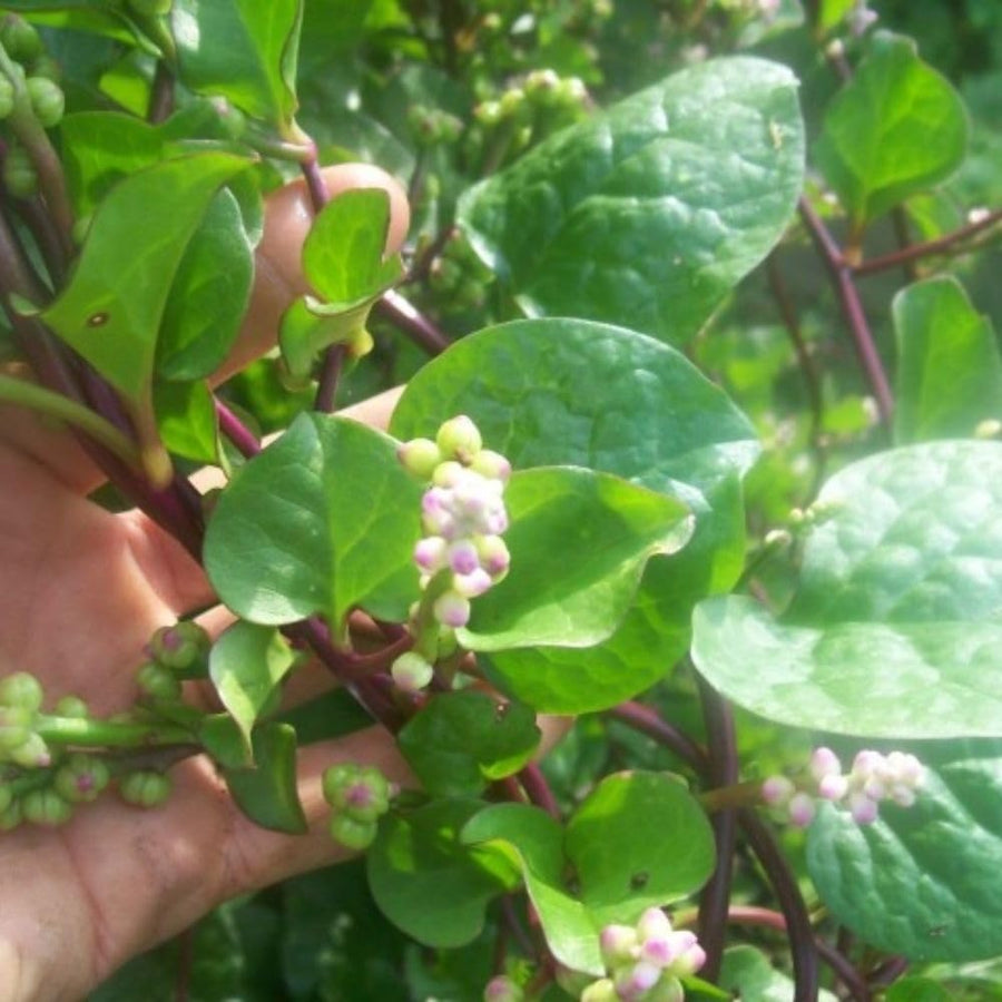 50+ Red Malabar Spinach Seeds, Ceylon Spinach Seeds, Vegetable Garden Seed for Outdoor Planting and Home Gardening