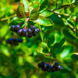 Black Chokeberry Plant Live for Planting 6-12 Inch Tall, Aronia Berry Plant Edible Berry