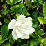 3 Mix Jasmine Plants, Fragrant Jasmine Vines, Jasmines Flowering Plant Well Rooted 4-7 Inches for Gardens and Indoor Spaces