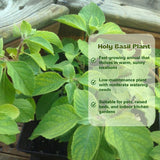 Set 6 Holy Basil Plant,Tusil Basil, Live Herb Plant, 3 to 5 Inch for Growing