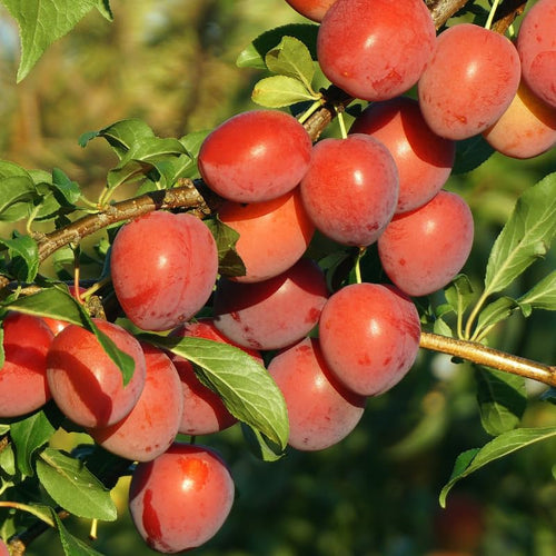 Wild Plum Tree Live Plant 12–24 Inches Tall, Plum Fruit Tree for Outdoor Garden or Backyard Growing, Cold Hardy