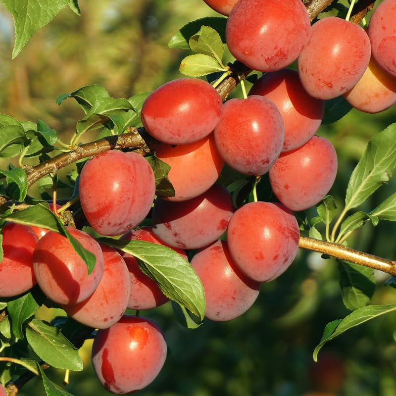 Wild Plum Tree Live Plant 12–24 Inches Tall, Plum Fruit Tree for Outdoor Garden or Backyard Growing, Cold Hardy