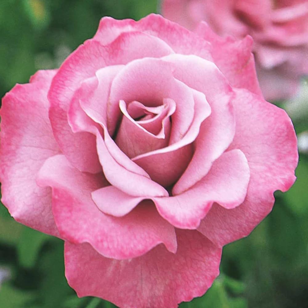 Rose Bush Live Plant - Climbing Rose Plant Live - Bareroot with Soil 7-10 Inch Tall - Fragrant Rose Flowers Heirloom Rose Shrub (Purple Rose Plant)
