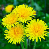 Yellow Dandelion Plants Live, Live Dandelion Plant, 4-6 Inc Tall, Easy Growing Flower for Container, Backyard, Outdoor Garden