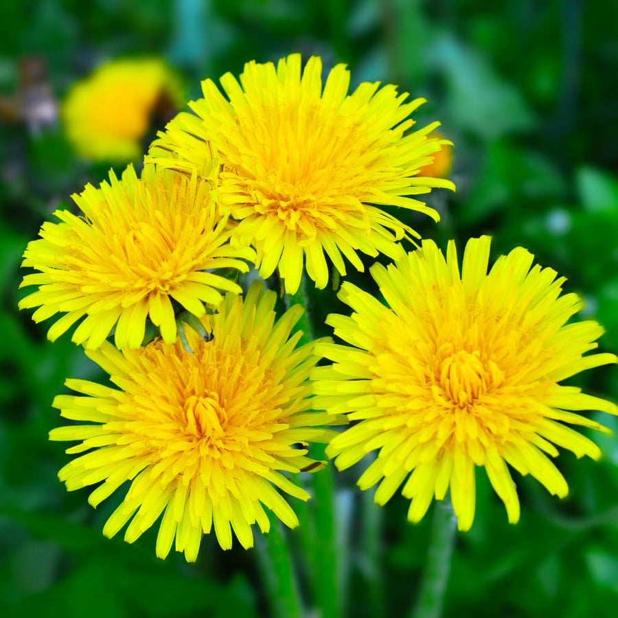 Yellow Dandelion Plants Live, Live Dandelion Plant, 4-6 Inc Tall, Easy Growing Flower for Container, Backyard, Outdoor Garden