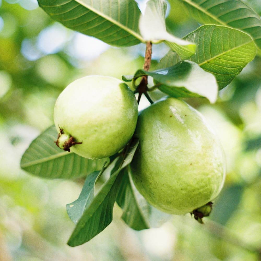 White Guava Tree Live Plant, Guava Plant Live, 8 to 10 Inches Tall, Sweet Tropical Fruit Tree for Indoor Outdoor Growing