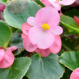 Pink Begonia Live Plant, 3–6 Inch Tall, 4” Pot, Ornamental Foliage Begonia Plant, Colorful Indoor Houseplant for Home and Office Decor