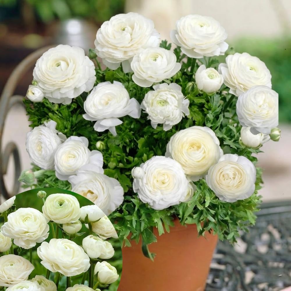 Ranunculus Bulbs, 25 Ranunculus Bulbs, French Peony Style Buttercup Corms, Spring Blooming Garden Flowers, Vibrant Flower Plant (White Ranunculus)