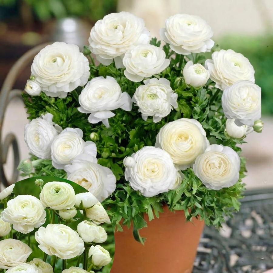 Ranunculus Bulbs, 25 Ranunculus Bulbs, French Peony Style Buttercup Corms, Spring Blooming Garden Flowers, Vibrant Flower Plant (White Ranunculus)