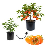 Persimmon Tree Live Plant, Persimmon Tree, Quart Pot, 8-10 Inches Tall, Sweet Fruit Tree for Indoor Outdoor Growing