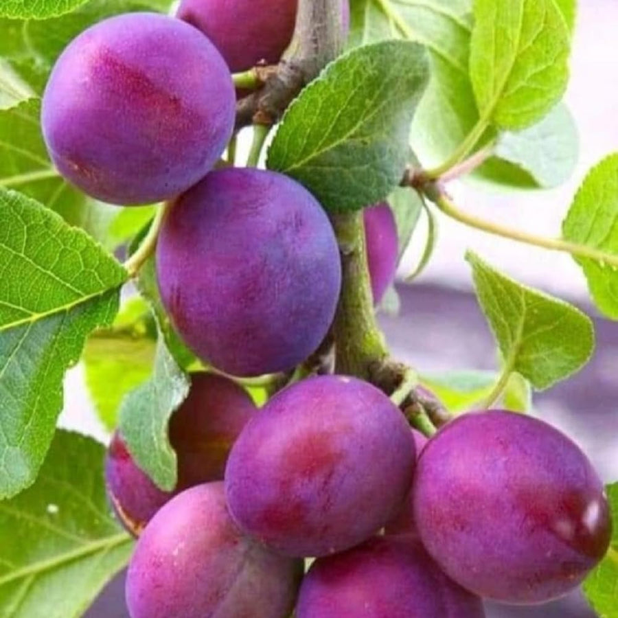 2 American Plum Trees Live Plants for Planting, 1-2 Years Old, Cold Hardy Plum Plant Live Ready to Grow Your Garden, from 18-24 Inch Tall, Bareroots Dormant