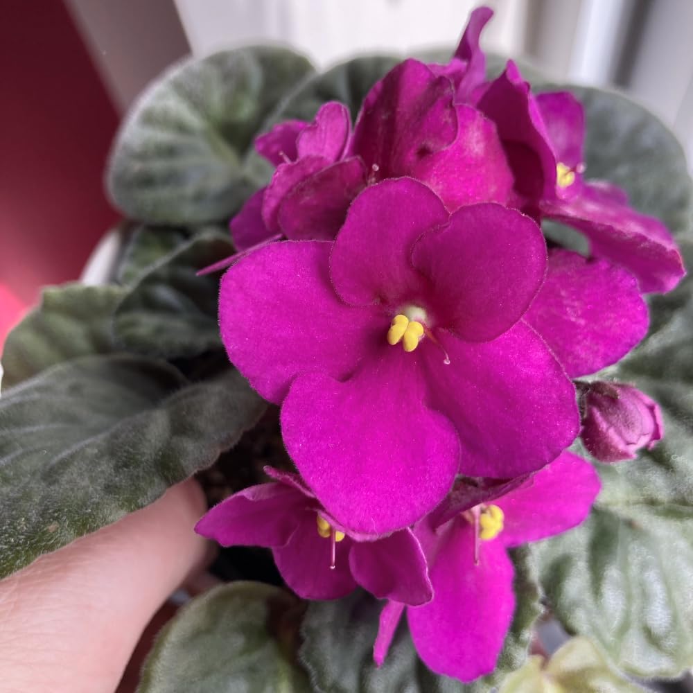 Pink African Violets Live Plant in 4" Pot, Starter African Violet for HouseplantIndoor Outdoor Home Decor