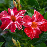 2 Stripe Red Mandevilla Live Plants, Mandevilla Flowering Vines Trellis, 4-9 Inch Tall Plants for Hanging Baskets, Container and Garden Growing
