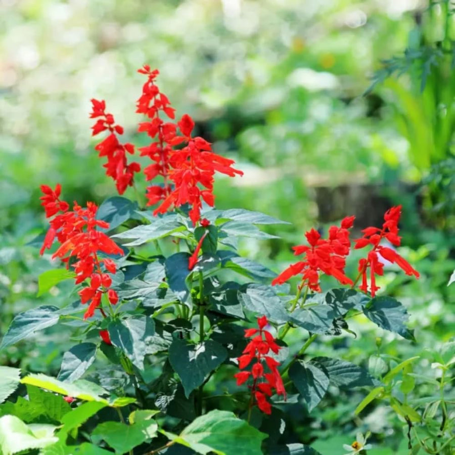 Red Salvia Plant Live in 4 Inc Pot, Perennial Flower for Outdoor Indoor Planting, Hardy Sage Live Plant, Well-Rooted, 3-6 Inch Tall