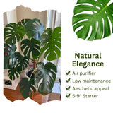 2 Swiss Cheese Plants Live, Monstera Live Plants, Swiss Cheese Philodendron House Plants for Planting, Rare Leaf Monstera 4 to 6 Leaves (Monstera Deliciosa Round Leaf)