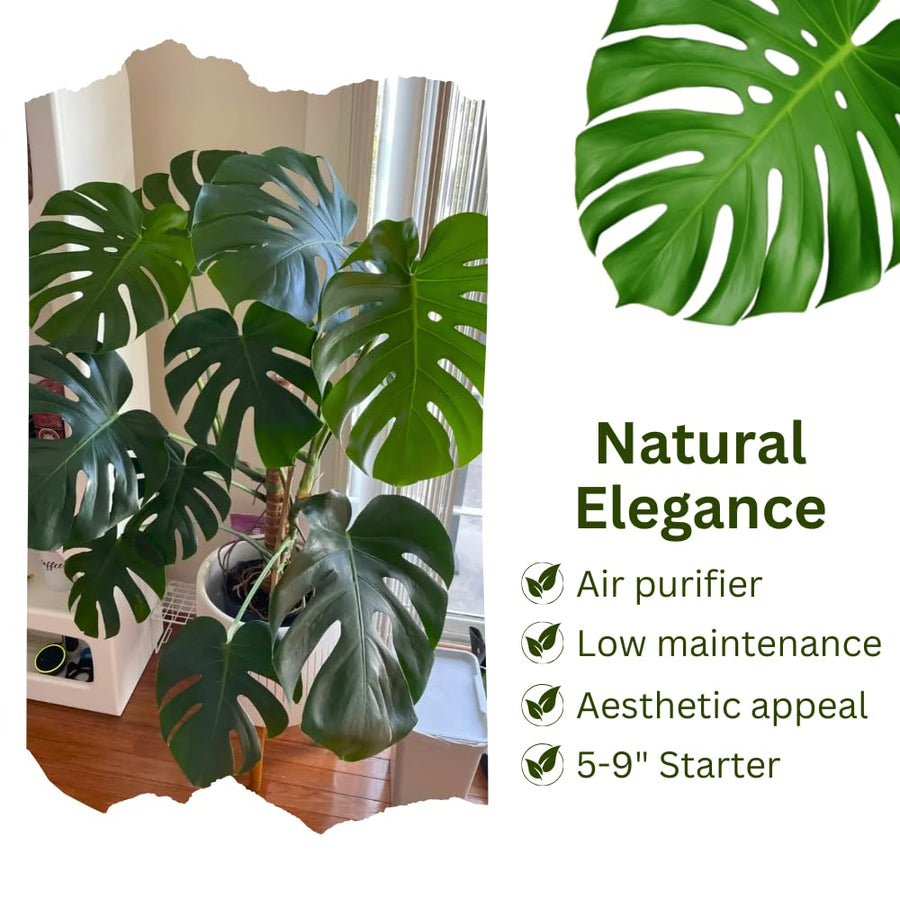 2 Swiss Cheese Plants Live, Monstera Live Plants, Swiss Cheese Philodendron House Plants for Planting, Rare Leaf Monstera 4 to 6 Leaves (Monstera Deliciosa Round Leaf)