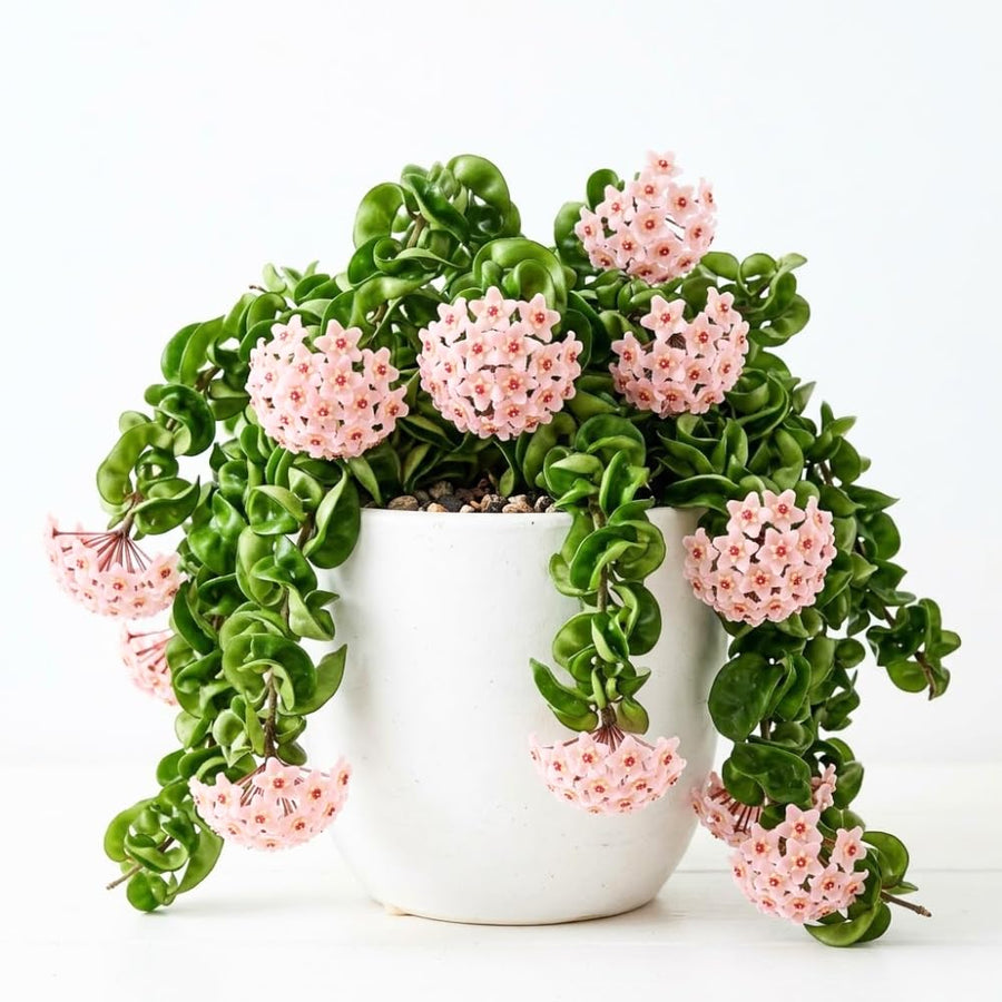 Live Hoya Hindu Rope Plant, Hoya Plant Well Rooted in 4 Inch Pot, 4-7 Inches Tall, Suited for Indoor Houseplants and Home Decor