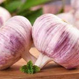 1 LB Jumbo Size Blue Music Garlic for Planting in Spring, Softneck Hardneck Garlic Bulbs for Planting, Fresh and High Yield, Cold Hardy, Fast-Growing, 5-6 Bulbs Garlic