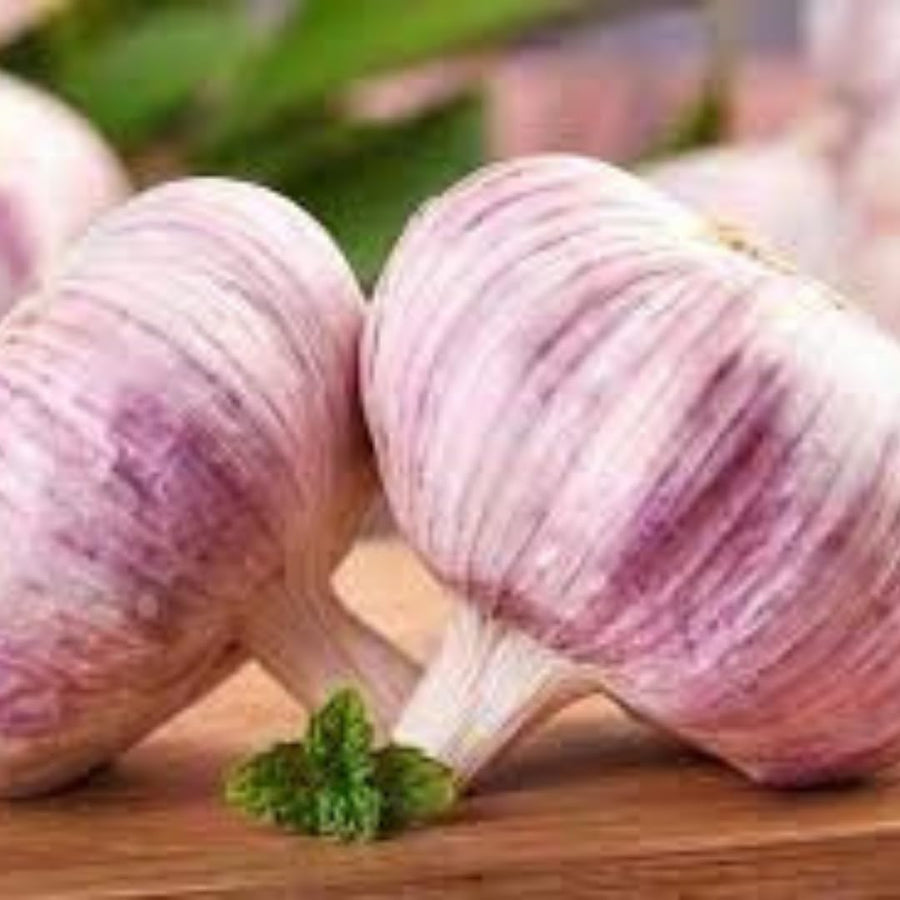 1 LB Jumbo Size Blue Music Garlic for Planting in Spring, Softneck Hardneck Garlic Bulbs for Planting, Fresh and High Yield, Cold Hardy, Fast-Growing, 5-6 Bulbs Garlic