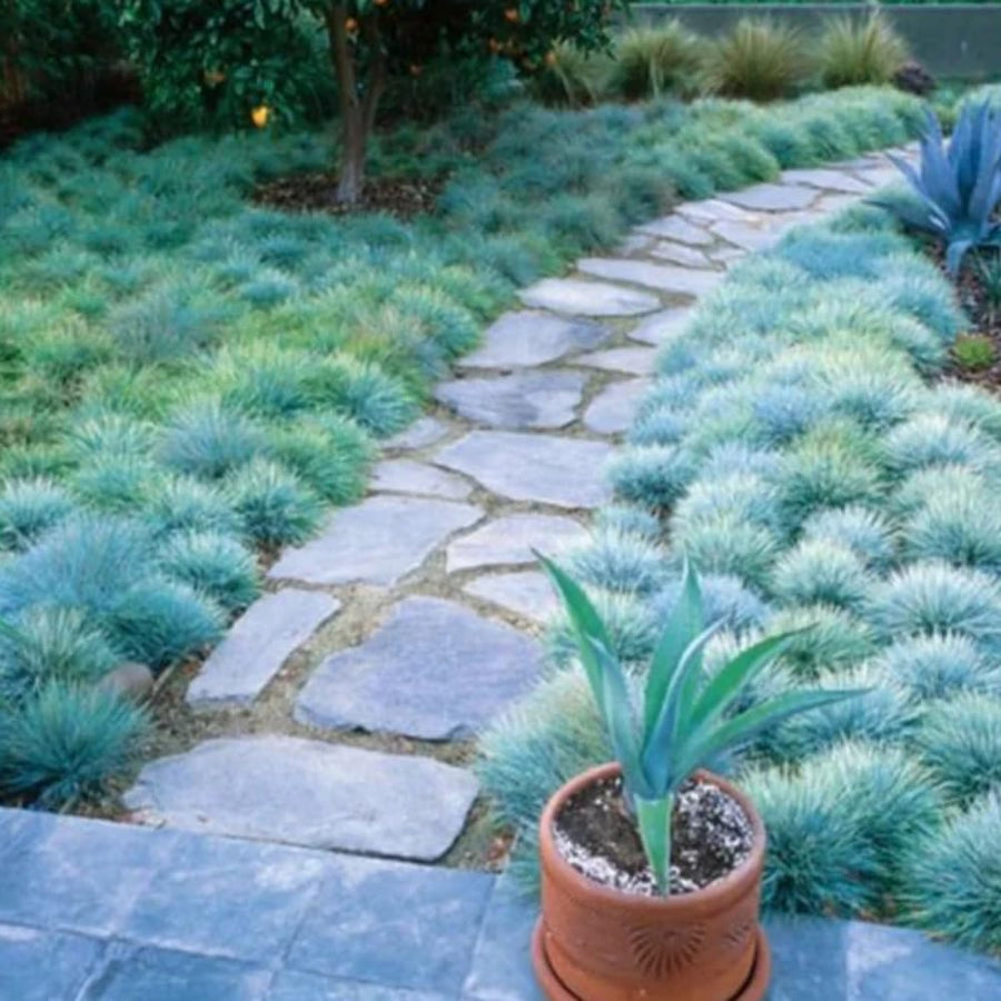 Blue Fescue Grass Plants Live, Ornamental Grass for Outdoor Landscaping and Containers, in 4" Pot