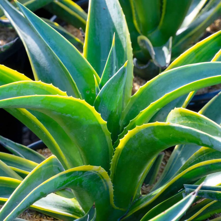 Pack 4 Agave Succulent Plant Live, Small Agave Plants for Garden and Containers, Hardy Ornamental Cactus