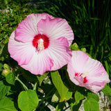 Hibiscus Live Plant, Hardy Hibiscus Flower Plant, Hibiscus Flowering Shrub 5-8 Inch Tall (Pink Blooms)