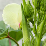 2 Live Green Okra Plants, 4 to 8 Inches Tall, Okra Starter Plants, Fast-Growing Vegetable Plants for Raised Beds and Gardens