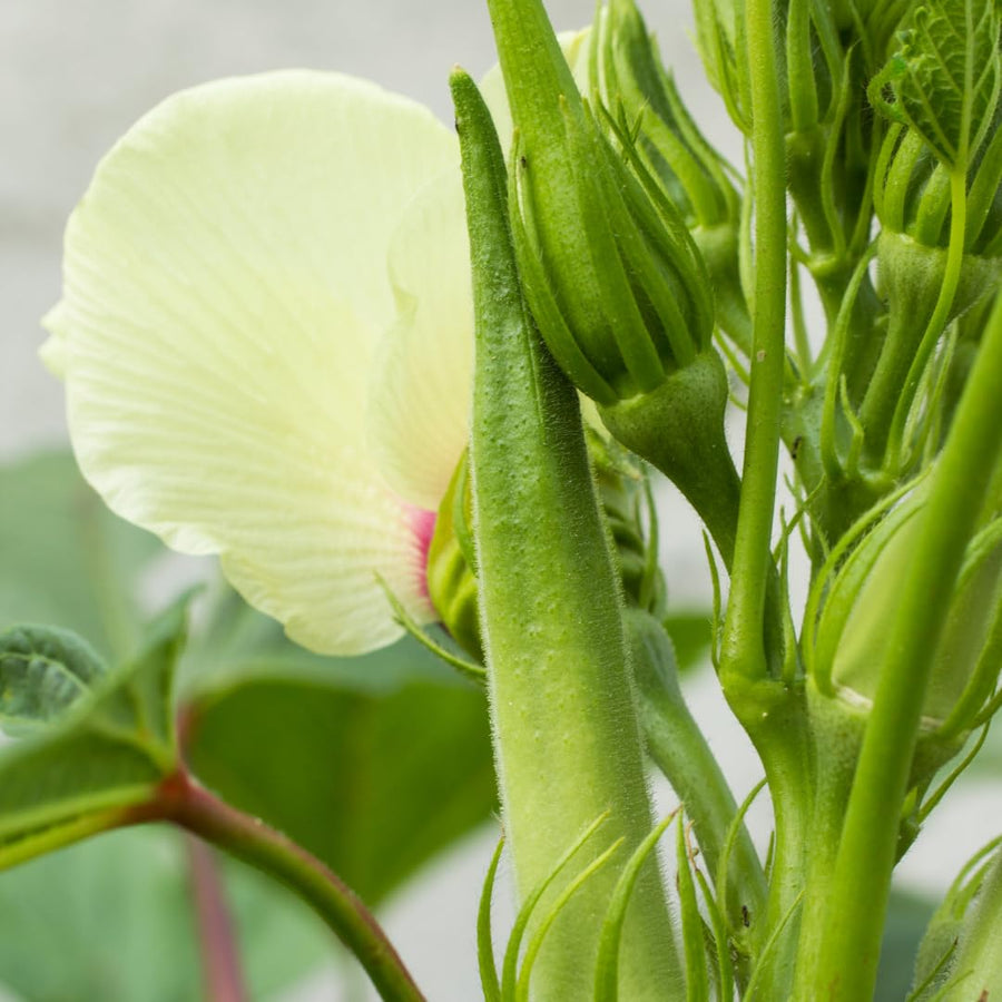 2 Live Green Okra Plants, 4 to 8 Inches Tall, Okra Starter Plants, Fast-Growing Vegetable Plants for Raised Beds and Gardens