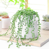 String of Pearls Plant Live, Trailing Succulent Vine, Indoor Hanging Houseplant, 4 Inch Pot