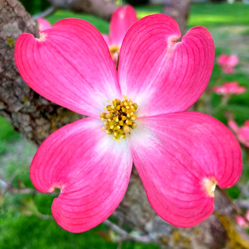 Bundle 2 Pink Dogwood Trees Live Plants, Flowering Dogwood Bush Plant Live, 6-13" Tall, No Leaf in 2.5" Pot for Planting Outside Flower Shrub
