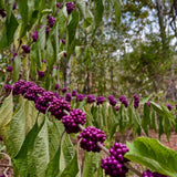 Set 2 American Beauty Berry Tree Live, Purple Beautyberry Shrub, 10-12 Inches Tall, 2-3 Years Old, Purple Berry Plant for Landscape