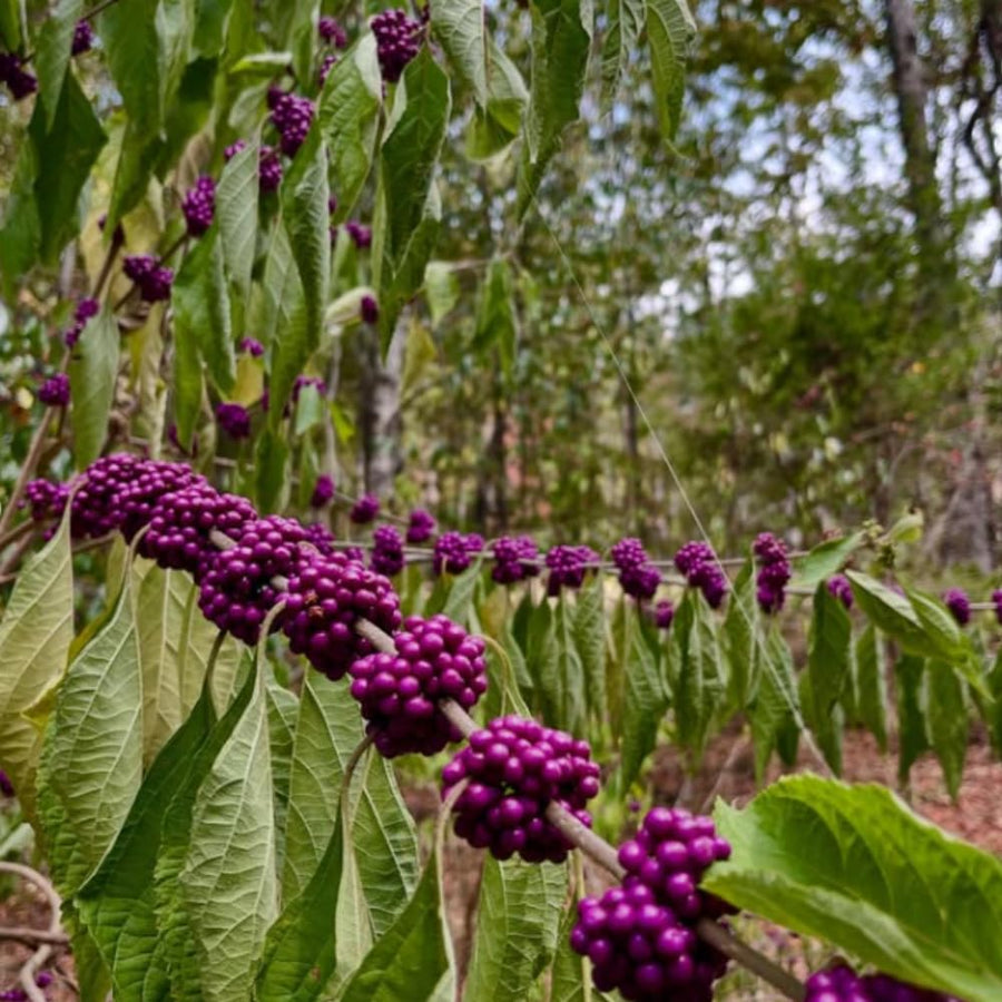Set 2 American Beauty Berry Tree Live, Purple Beautyberry Shrub, 10-12 Inches Tall, 2-3 Years Old, Purple Berry Plant for Landscape