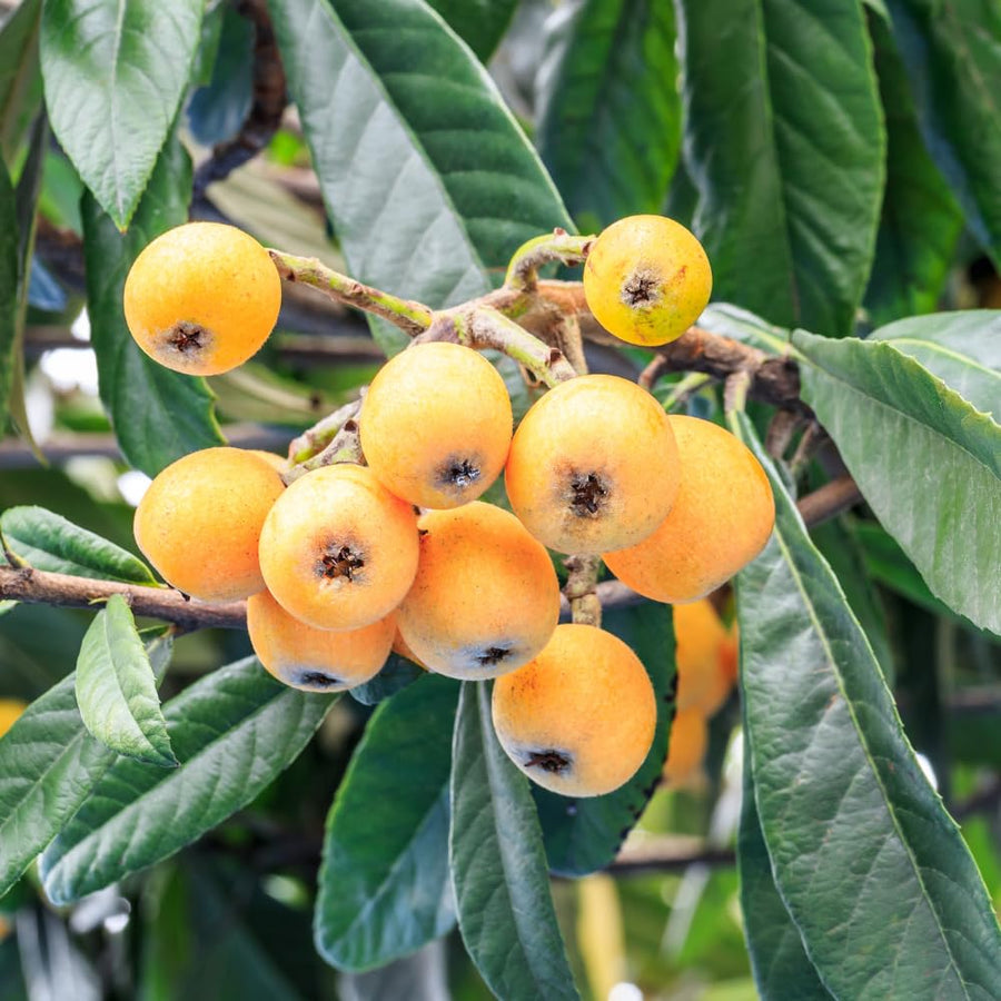 Loquat Plant, 7-10″ Tall Loquat Fruit Tree Live Plant in 4 Inch Pot, Tropical Fruit Tree for Planting, Well Rooted