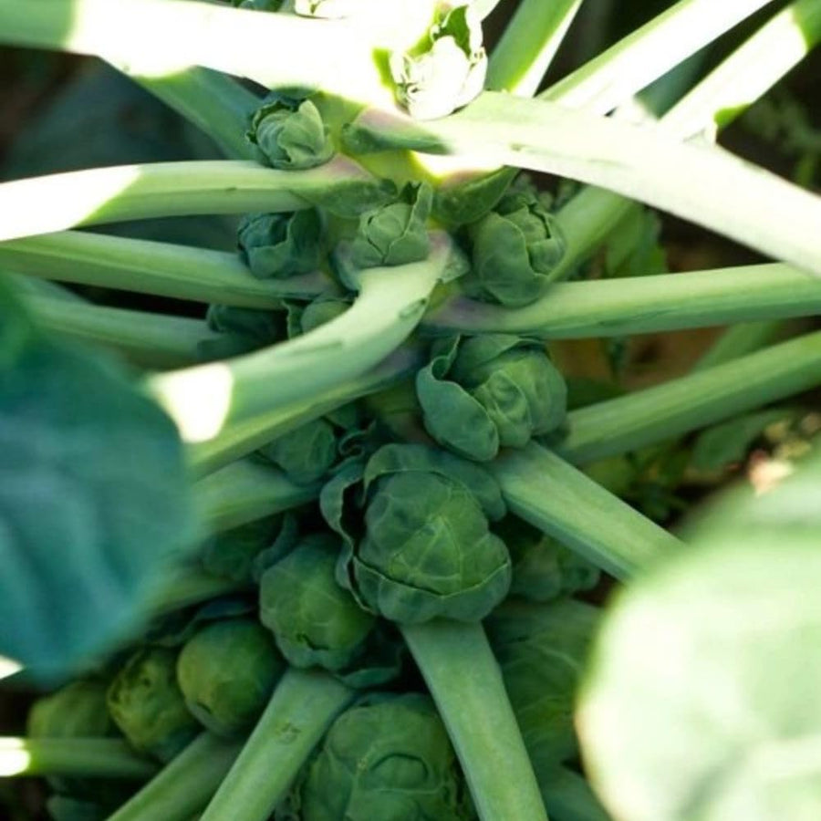 Pack 500+ Brussels Sprouts Seeds, Green Vegetable Seeds for Garden Planting